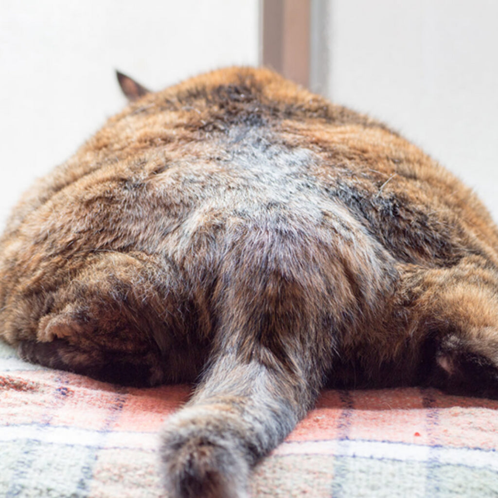 Why Does My Cat Love Showing Me Her Butt?
